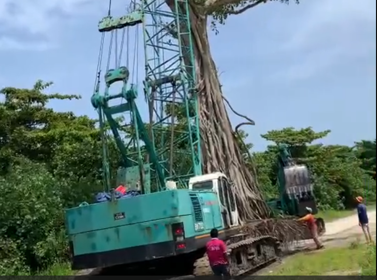 Heavy Lift Grandfather Tree